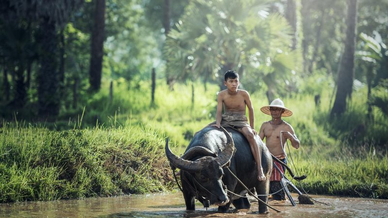 Asal-usul Nenek Moyang Bangsa Indonesia